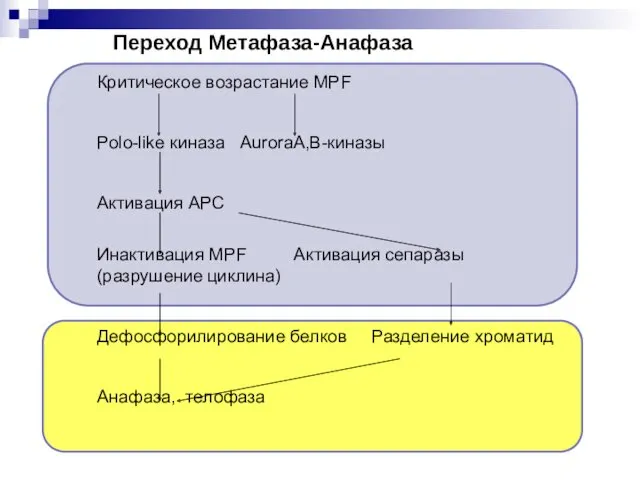 Переход Метафаза-Анафаза Критическое возрастание MPF Polo-like киназа AuroraA,В-киназы Активация APC