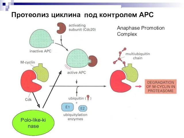 Протеолиз циклина под контролем АРС Polo-like-kinase Anaphase Promotion Complex
