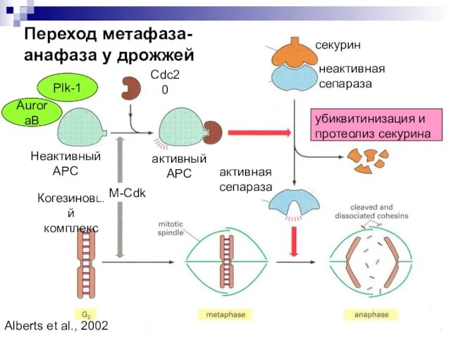 Переход метафаза-анафаза у дрожжей секурин неактивная сепараза Неактивный АРС Когезиновый