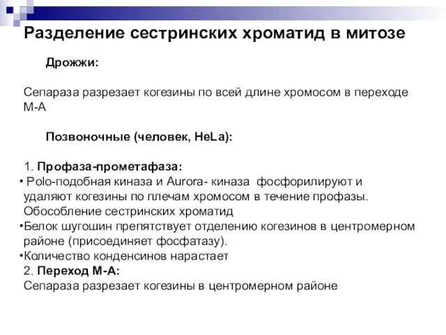 Разделение сестринских хроматид в митозе Дрожжи: Сепараза разрезает когезины по всей длине хромосом