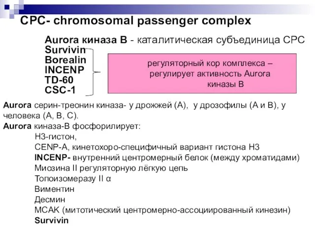 Aurora киназа В - каталитическая субъединица СРС Survivin Borealin INCENP TD-60 CSC-1 регуляторный