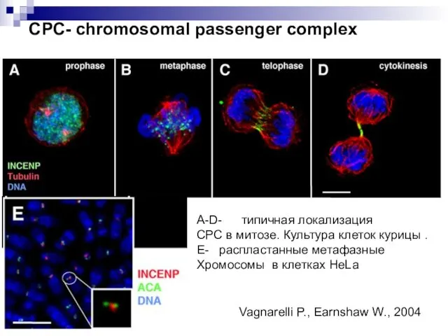 СРС- chromosomal passenger complex A-D- типичная локализация СРС в митозе. Культура клеток курицы