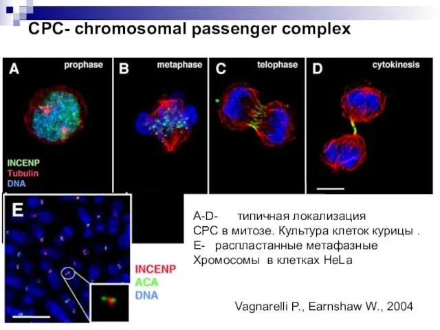 СРС- chromosomal passenger complex A-D- типичная локализация СРС в митозе.