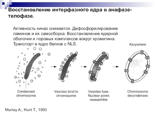 Восстановление интерфазного ядра в анафазе-телофазе. Активность киназ снижается. Дефосфорилирование ламинов