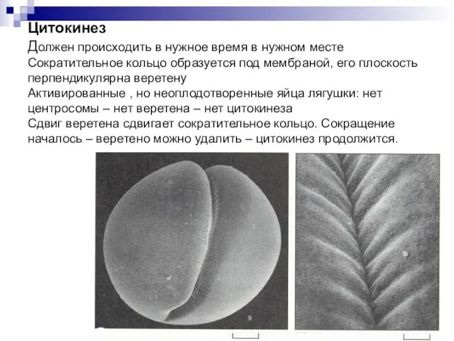 P Цитокинез Должен происходить в нужное время в нужном месте