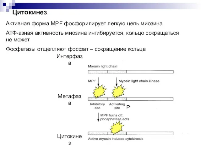 Активная форма MPF фосфорилирует легкую цепь миозина АТФ-азная активность миозина ингибируется, кольцо сокращаться