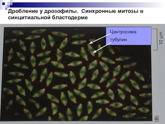 Дробление у дрозофилы. Синхронные митозы в синцитиальной бластодерме Центросома тубулин