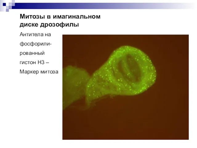 Митозы в имагинальном диске дрозофилы Антитела на фосфорили- рованный гистон Н3 – Маркер митоза