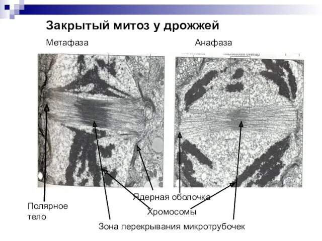 Ядерная оболочка Хромосомы Зона перекрывания микротрубочек Закрытый митоз у дрожжей Метафаза Анафаза Полярное тело