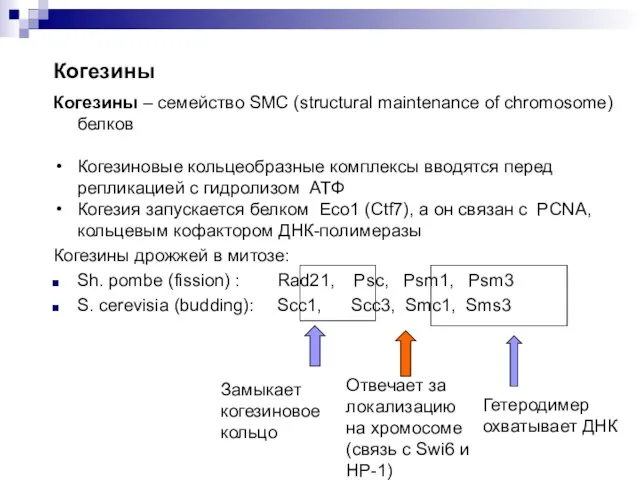 Когезины Когезины – семейство SMC (structural maintenance of chromosome) белков Когезиновые кольцеобразные комплексы
