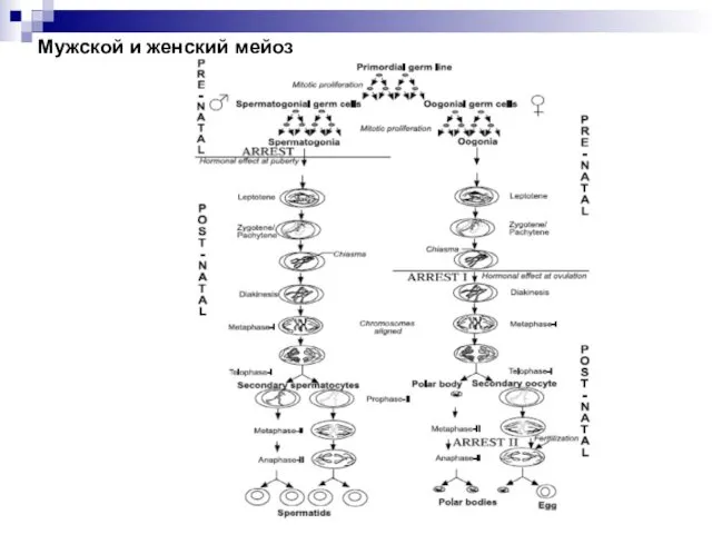 Мужской и женский мейоз