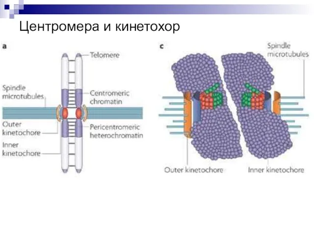 Центромера и кинетохор