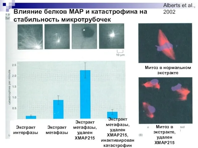 Экстракт интерфазы Экстракт метафазы Экстракт метафазы, удален ХМАР215 Экстракт метафазы, удален ХМАР215, инактивирован