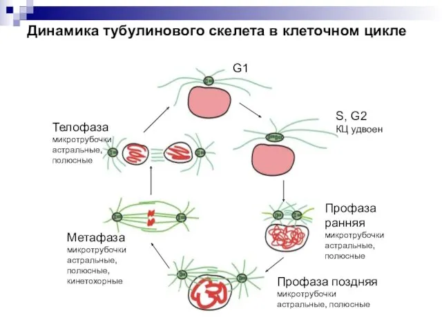 Динамика тубулинового скелета в клеточном цикле G1 S, G2 КЦ удвоен Профаза ранняя