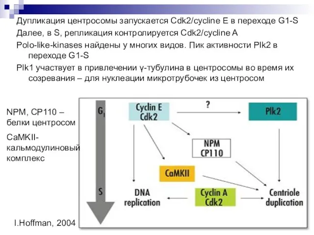 Дупликация центросомы запускается Cdk2/cycline E в переходе G1-S Далее, в S, репликация контролируется