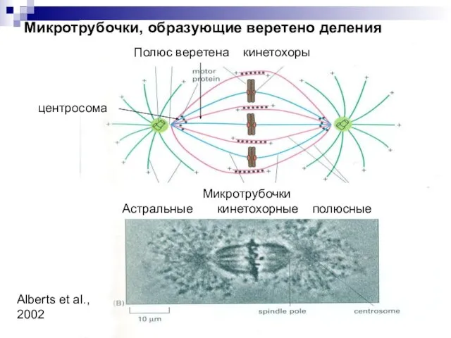 Микротрубочки, образующие веретено деления центросома Микротрубочки Астральные кинетохорные полюсные Полюс веретена кинетохоры Alberts et al., 2002