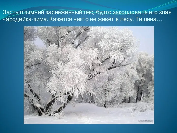 Застыл зимний заснеженный лес, будто заколдовала его злая чародейка-зима. Кажется никто не живёт в лесу. Тишина…