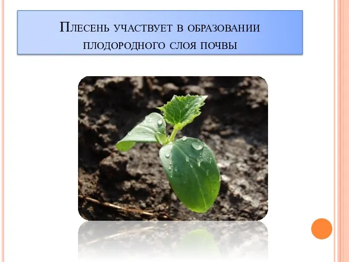 Плесень участвует в образовании плодородного слоя почвы