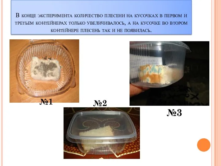 В конце эксперимента количество плесени на кусочках в первом и