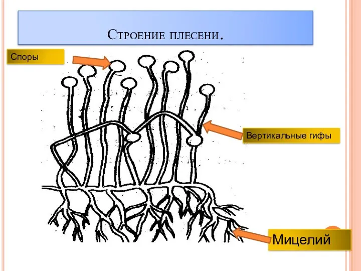 Строение плесени. Споры Мицелий Вертикальные гифы