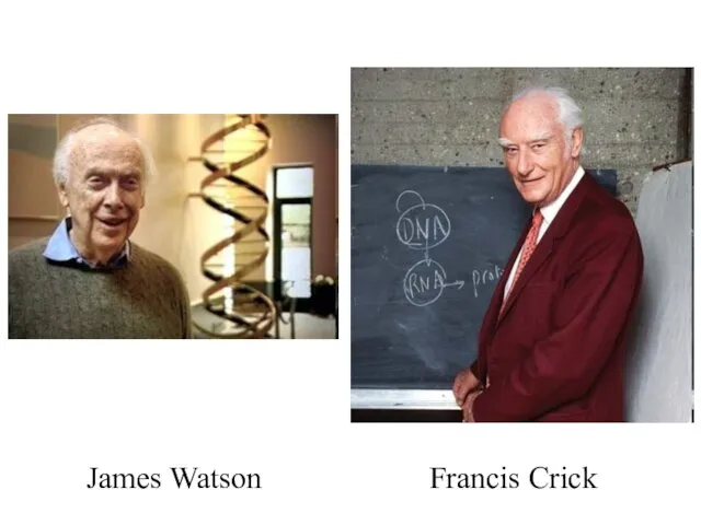 James Watson Francis Crick