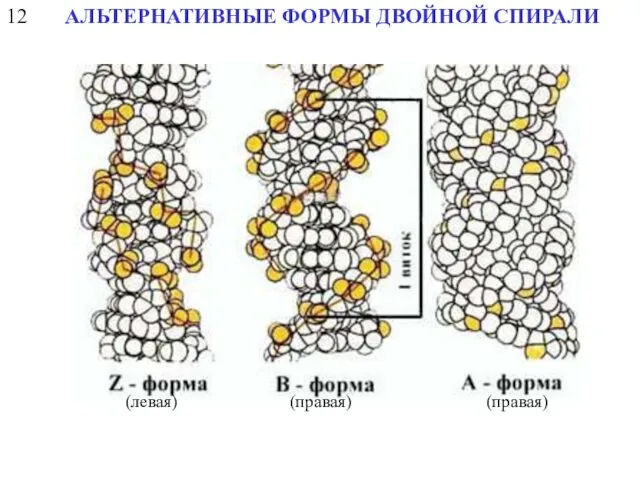 12 АЛЬТЕРНАТИВНЫЕ ФОРМЫ ДВОЙНОЙ СПИРАЛИ (левая) (правая) (правая)