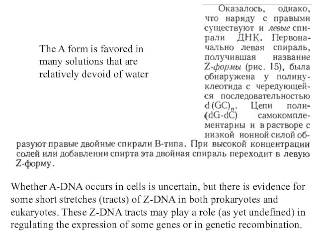 Whether A-DNA occurs in cells is uncertain, but there is