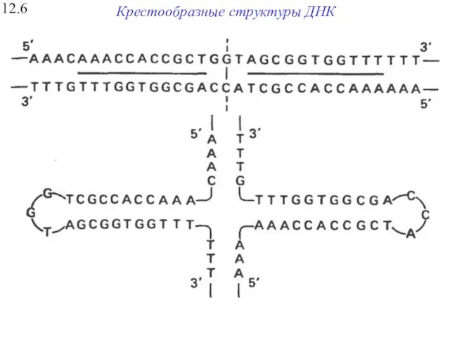 Крестообразные структуры ДНК 12.6