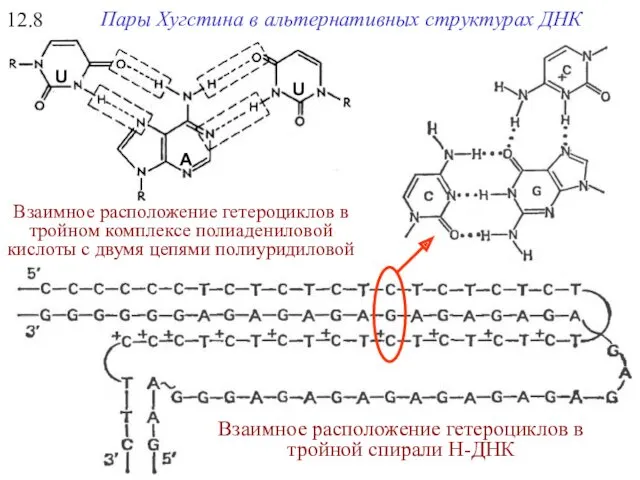 Взаимное расположение гетероциклов в тройном комплексе полиадениловой кислоты c двумя