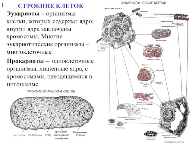 ПРОКАРИОТИЧЕСКАЯ КЛЕТКА ЭУКАРИОТИЧЕСКИЕ КЛЕТКИ СТРОЕНИЕ КЛЕТОК Эукариоты – организмы клетки,