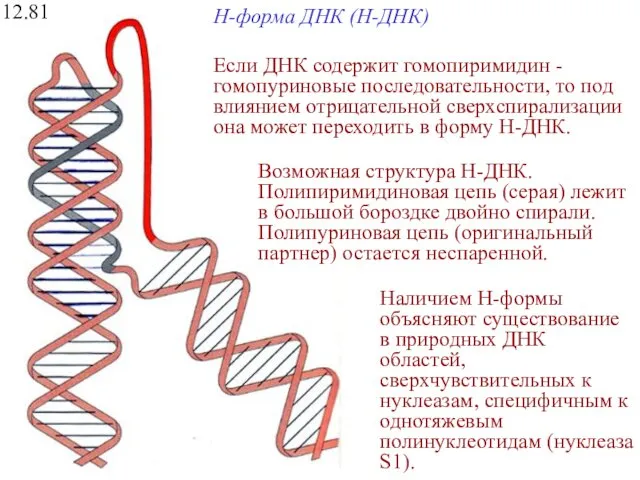 H-форма ДНК (H-ДНК) 12.81 Возможная структура Н-ДНК. Полипиримидиновая цепь (серая)