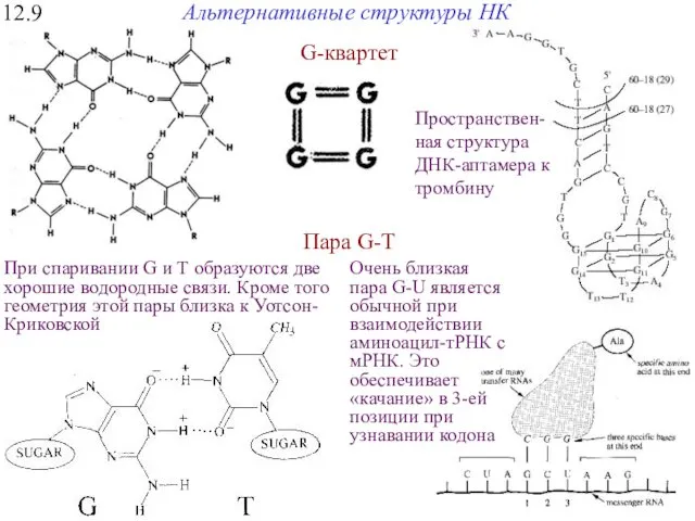 12.9 Альтернативные структуры НК G-квартет Пара G-T При спаривании G