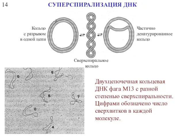 14 СУПЕРСПИРАЛИЗАЦИЯ ДНК Кольцо с разрывом в одной цепи Сверхспиральное