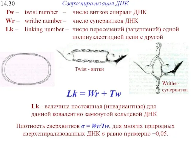 Сверхспирализация ДНК 14.30 Lk = Wr + Тw Lk -