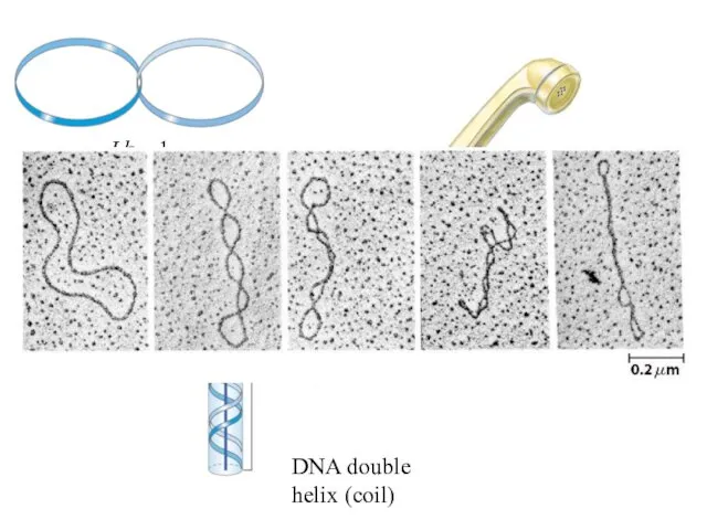 Lk = 1 Lk = 6 DNA double helix (coil)