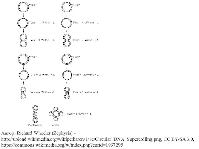 Автор: Richard Wheeler (Zephyris) - http://upload.wikimedia.org/wikipedia/en/1/1e/Circular_DNA_Supercoiling.png, CC BY-SA 3.0, https://commons.wikimedia.org/w/index.php?curid=1937295