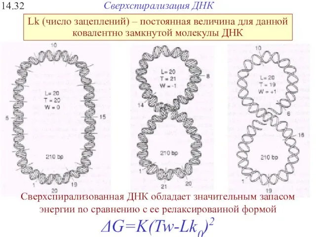 Сверхспирализация ДНК 14.32 Сверхспирализованная ДНК обладает значитeльным запасом энергии no