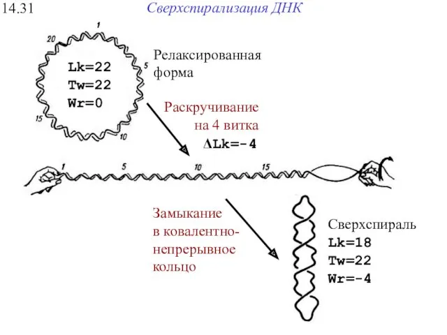 Сверхспирализация ДНК 14.31 Сверхспираль Lk=18 Tw=22 Wr=-4 Замыкание в ковалентно-