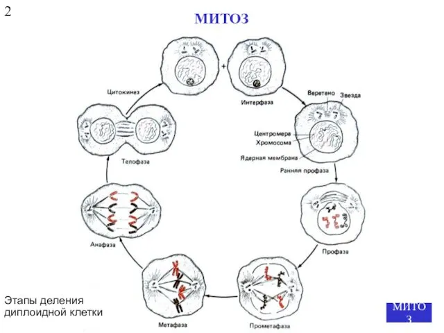 Этапы деления диплоидной клетки МИТОЗ 2 МИТОЗ