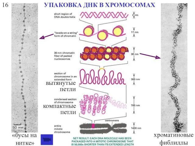 16 УПАКОВКА ДНК В ХРОМОСОМАХ «бусы на нитке» хроматиновые фиблиллы вытянутые петли компактные петли