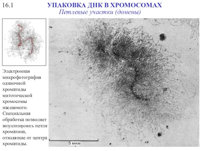 16.1 УПАКОВКА ДНК В ХРОМОСОМАХ Электронная микрофотография одиночной хроматиды митотической