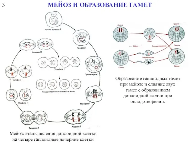 3 МЕЙОЗ И ОБРАЗОВАНИЕ ГАМЕТ Мейоз: этапы деления диплоидной клетки