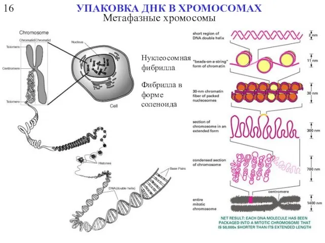 16 УПАКОВКА ДНК В ХРОМОСОМАХ Нуклеосомная фибрилла Фибрилла в форме соленоида Метафазные хромосомы