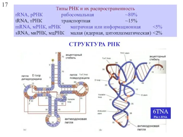 17 СТРУКТУРА РНК Типы РНК и их распространенность rRNA, рРНК