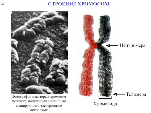4 СТРОЕНИЕ ХРОМОСОМ Центромера Теломера Хроматида Фотография некоторых хромосом человека, полученная с помощью сканирующего электронного микроскопа