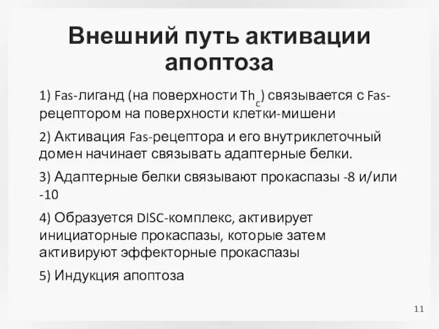 Внешний путь активации апоптоза 1) Fas-лиганд (на поверхности Thc) связывается