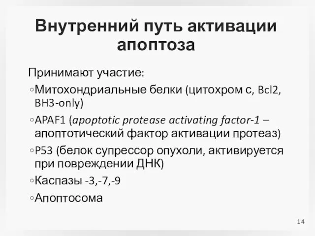 Внутренний путь активации апоптоза Принимают участие: Митохондриальные белки (цитохром с,