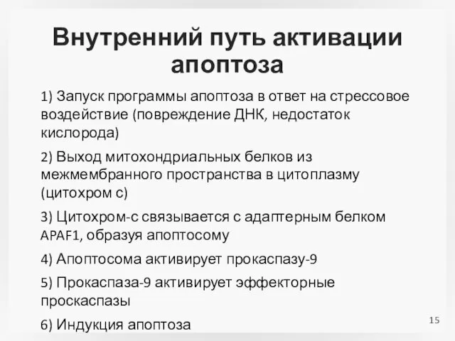 Внутренний путь активации апоптоза 1) Запуск программы апоптоза в ответ