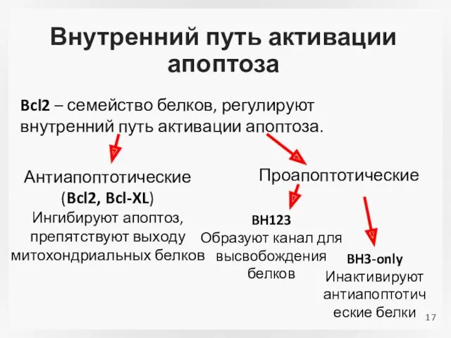 Внутренний путь активации апоптоза Bcl2 – семейство белков, регулируют внутренний