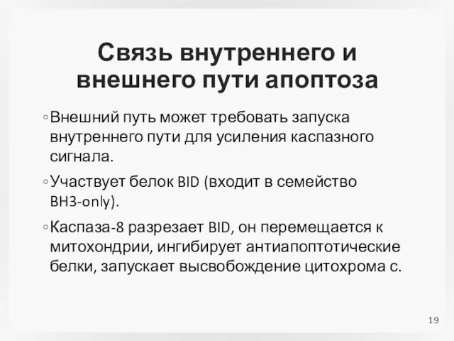 Связь внутреннего и внешнего пути апоптоза Внешний путь может требовать